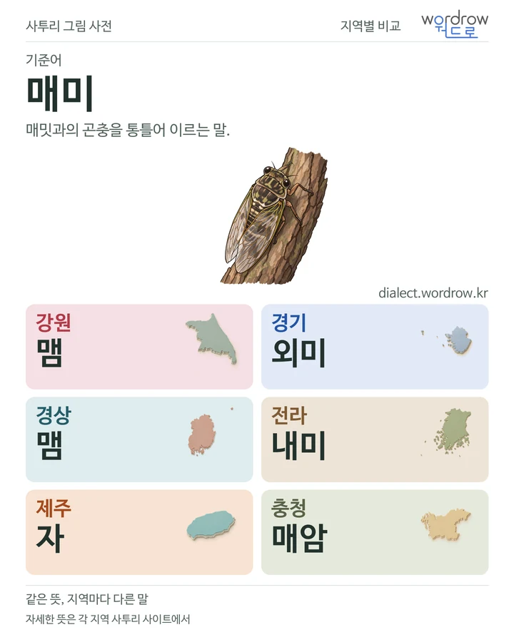 매미의 여섯 지역 사투리 비교