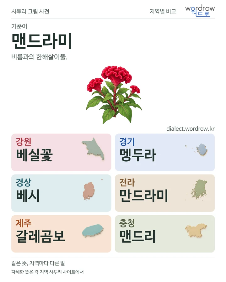 맨드라미의 여섯 지역 사투리 비교