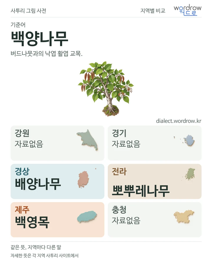 백양나무의 여섯 지역 사투리 비교