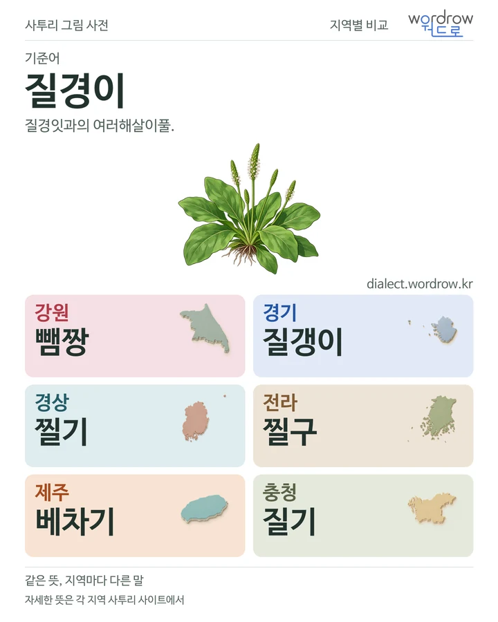 질경이의 여섯 지역 사투리 비교
